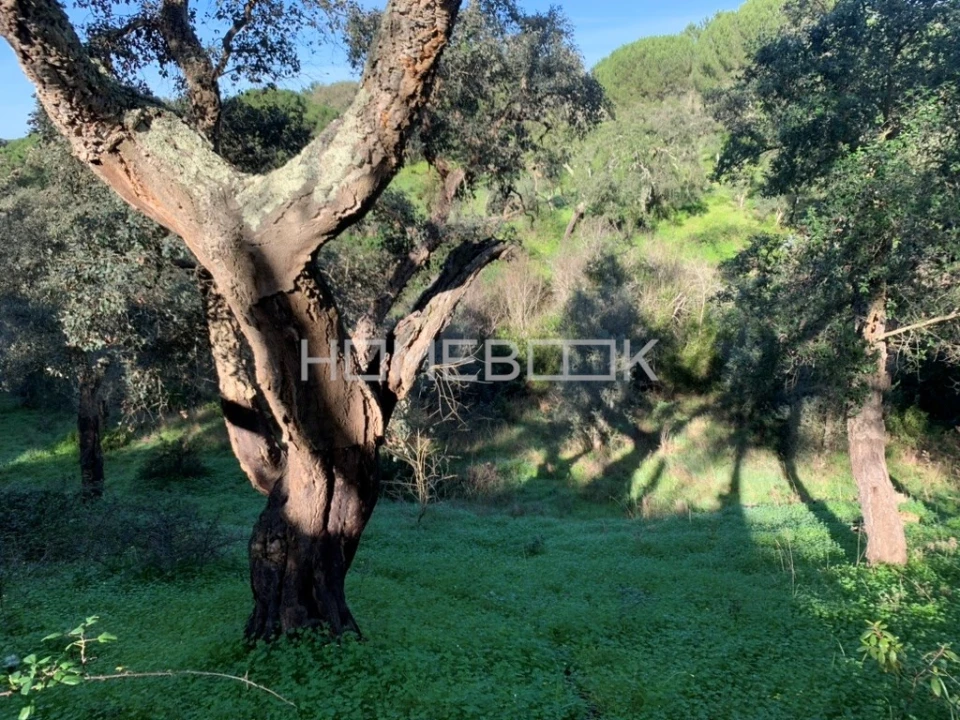 Terreno para Venda em Melides Foto 8