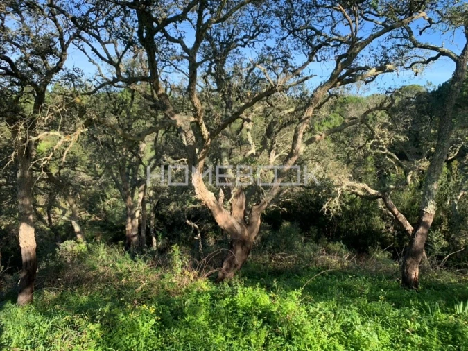 Terreno para Venda em Melides Foto 7