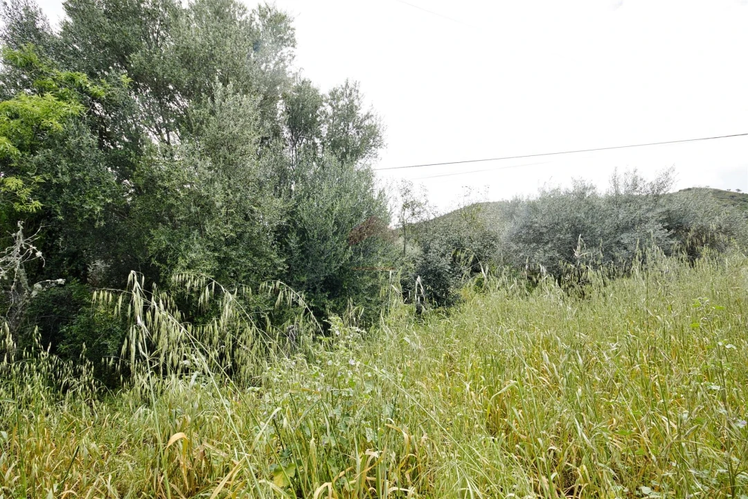 Terreno Agricola ou Rústico para Venda em Alcoutim e Pereiro Foto 5