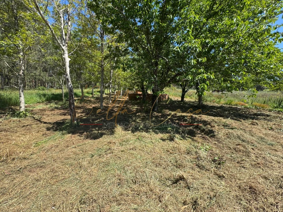 Terreno Agricola ou Rústico para Venda em Tamengos, Aguim e Óis do Bairro Foto 4