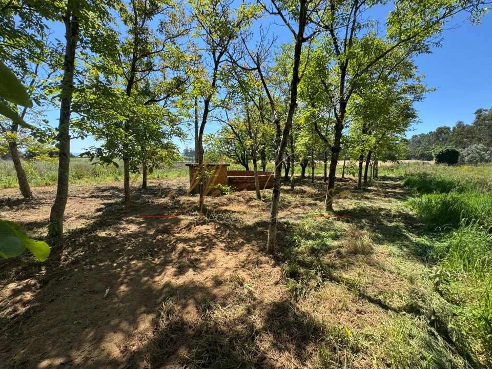 Terreno Agricola ou Rústico para Venda em Tamengos, Aguim e Óis do Bairro Foto 1