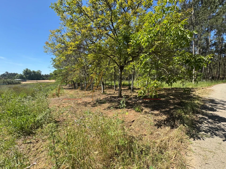 Terreno Agricola ou Rústico para Venda em Tamengos, Aguim e Óis do Bairro Foto 8