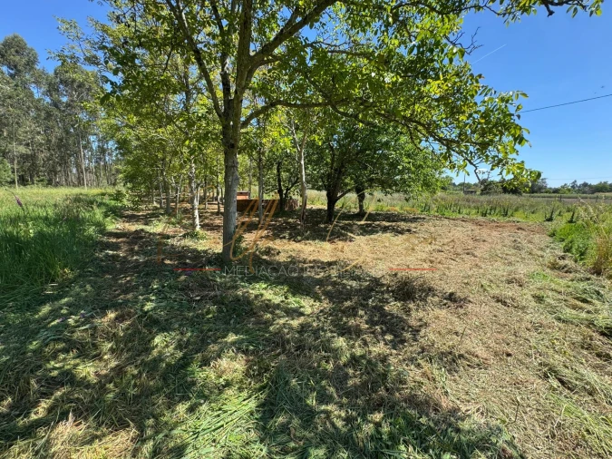Terreno Agricola ou Rústico para Venda em Tamengos, Aguim e Óis do Bairro Foto 6