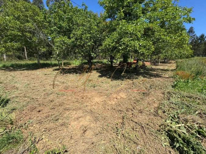 Terreno Agricola ou Rústico para Venda em Tamengos, Aguim e Óis do Bairro Foto 3