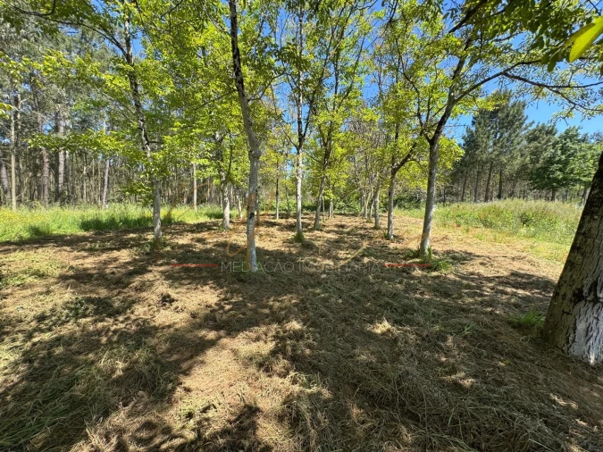 Terreno Agricola ou Rústico para Venda em Tamengos, Aguim e Óis do Bairro Foto 2