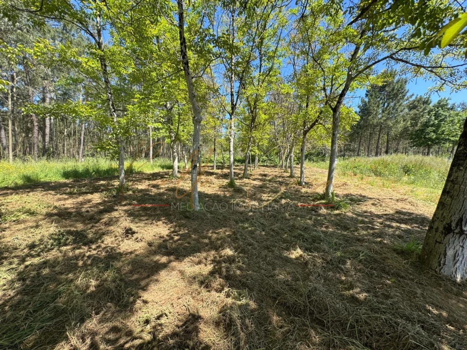Terreno Agricola ou Rústico para Venda em Tamengos, Aguim e Óis do Bairro Foto 2