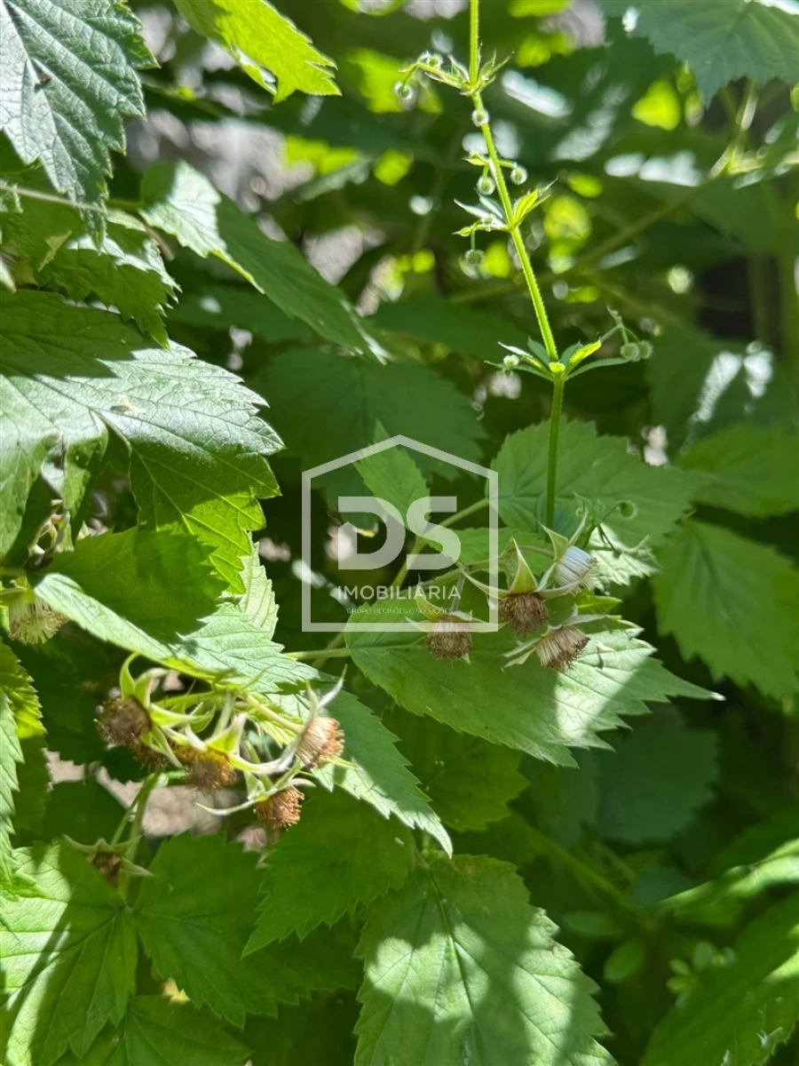 Moradia T1 para Venda em Cortiçô da Serra, Vide Entre Vinhas e Salgueirais Foto 39