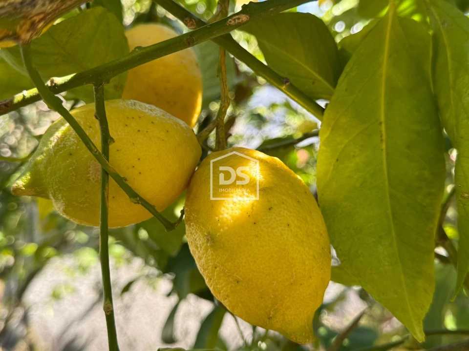 Moradia T1 para Venda em Cortiçô da Serra, Vide Entre Vinhas e Salgueirais Foto 40