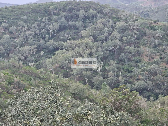 Terreno Agricola ou Rústico para Venda em Santana da Serra Foto 4