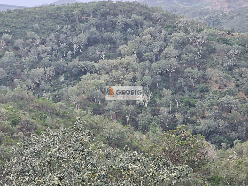 Terreno Agricola ou Rústico para Venda em Santana da Serra Foto 4