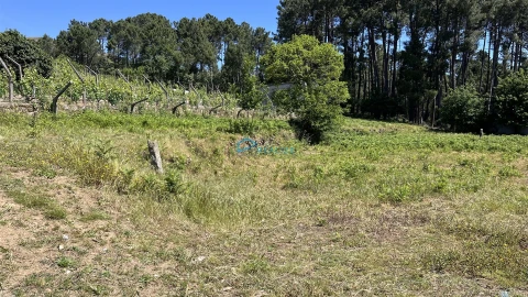 Terreno para Venda em Borbela e Lamas de Olo