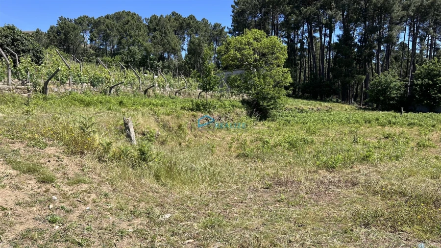 Terreno para Venda em Borbela e Lamas de Olo Foto 4