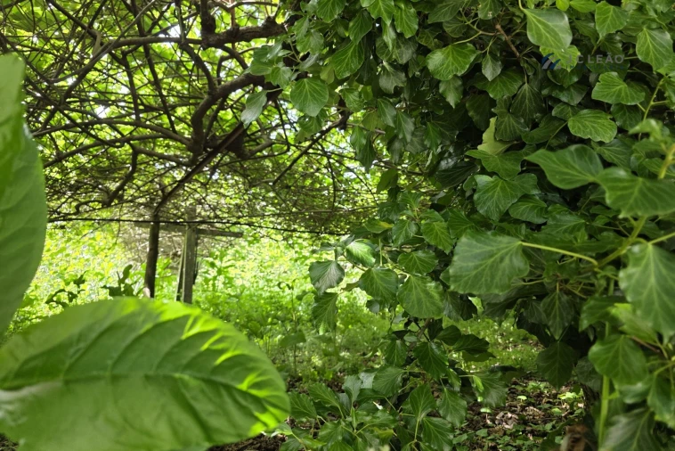 Terreno para Venda em Baltar Foto 18