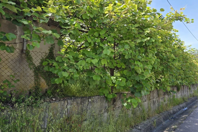 Terreno para Venda em Baltar Foto 8