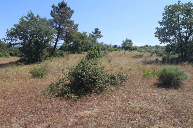 Quinta T0 para Venda em Ribamondego Foto 4