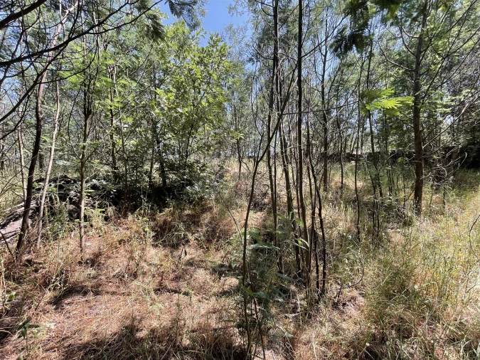 Quinta T0 para Venda em Ribamondego Foto 8