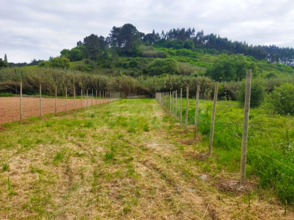 Terreno para Venda em Salir de Matos Foto 3