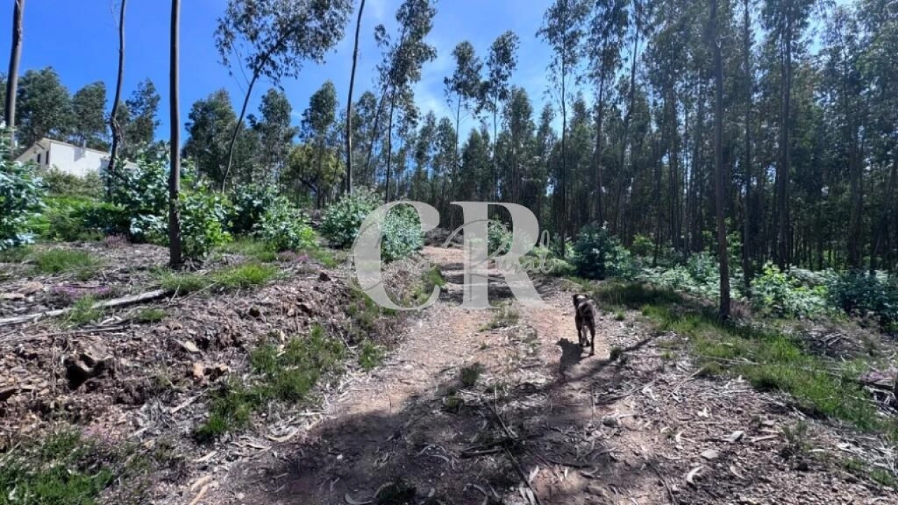Terreno para Venda em Graça Foto 25