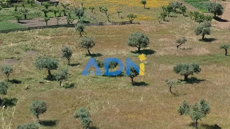 Terreno para Venda em Castelo Branco