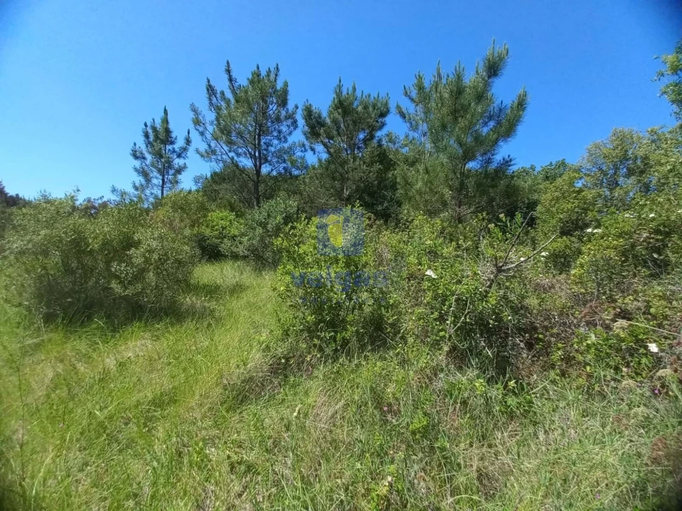 Terreno para Venda em Salir de Matos Foto 14