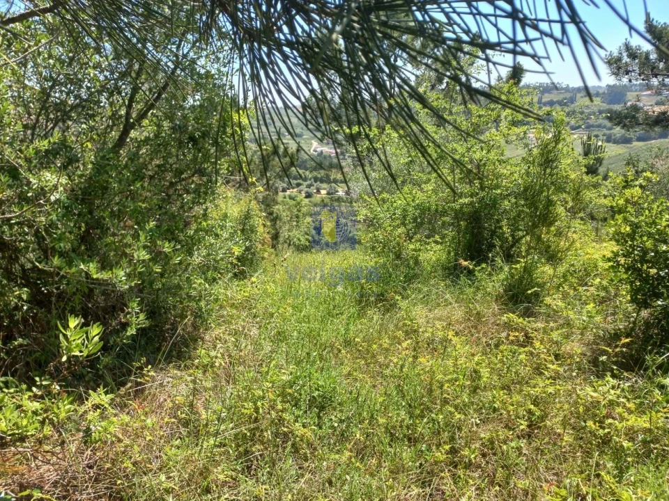 Terreno para Venda em Salir de Matos Foto 8