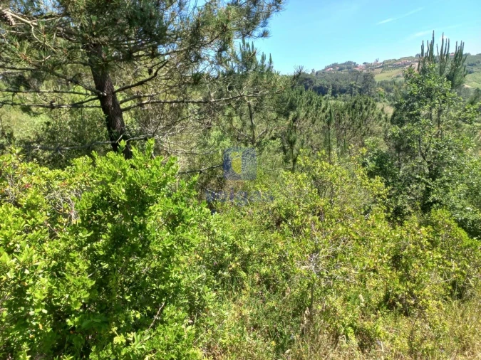 Terreno para Venda em Salir de Matos Foto 11