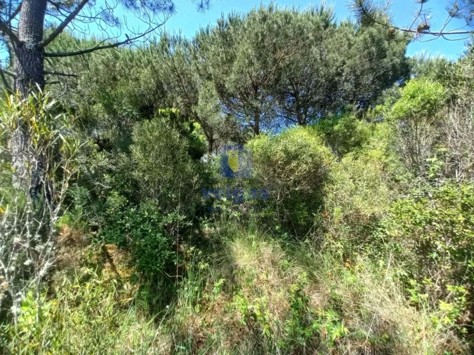 Terreno para Venda em Salir de Matos Foto 16