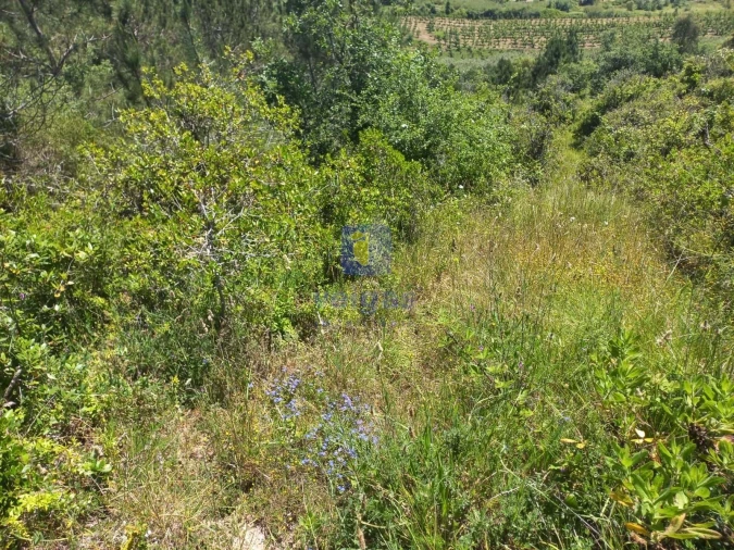 Terreno para Venda em Salir de Matos Foto 12