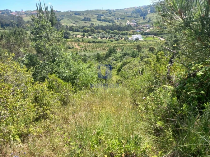 Terreno para Venda em Salir de Matos Foto 10