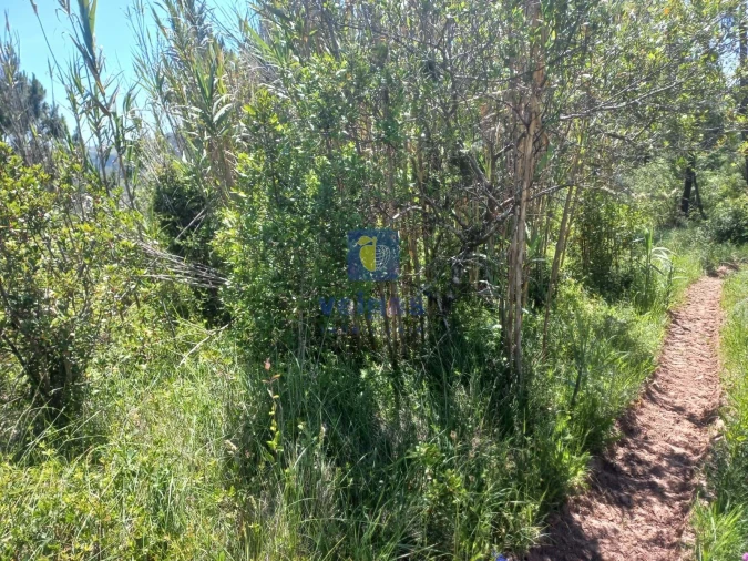 Terreno para Venda em Salir de Matos Foto 7