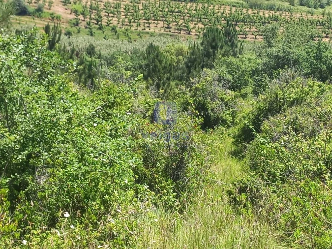 Terreno para Venda em Salir de Matos Foto 15
