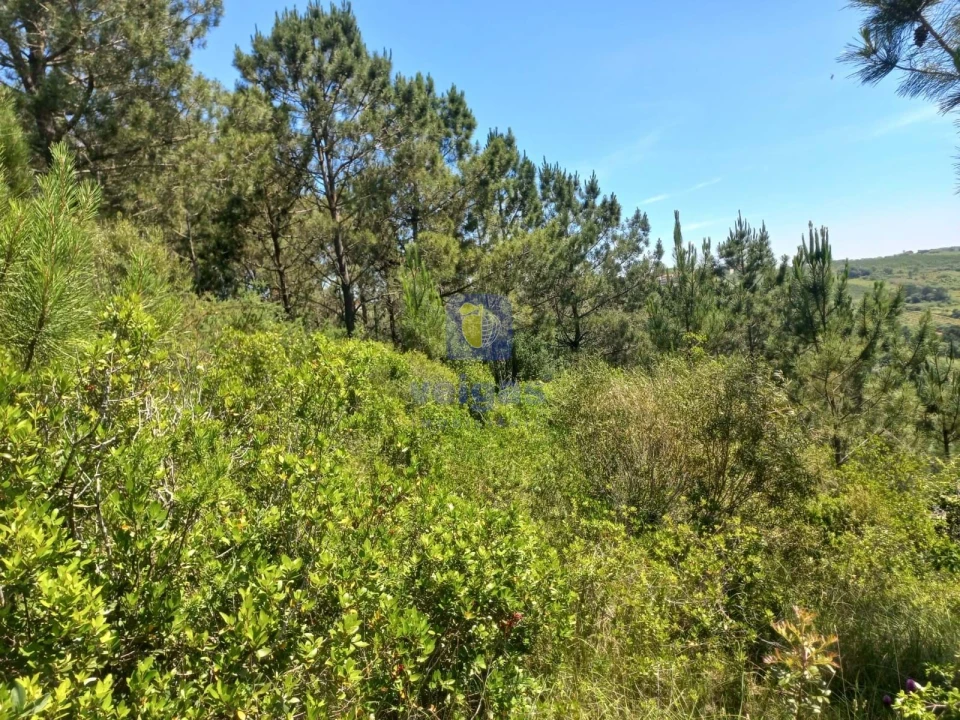 Terreno para Venda em Salir de Matos Foto 19