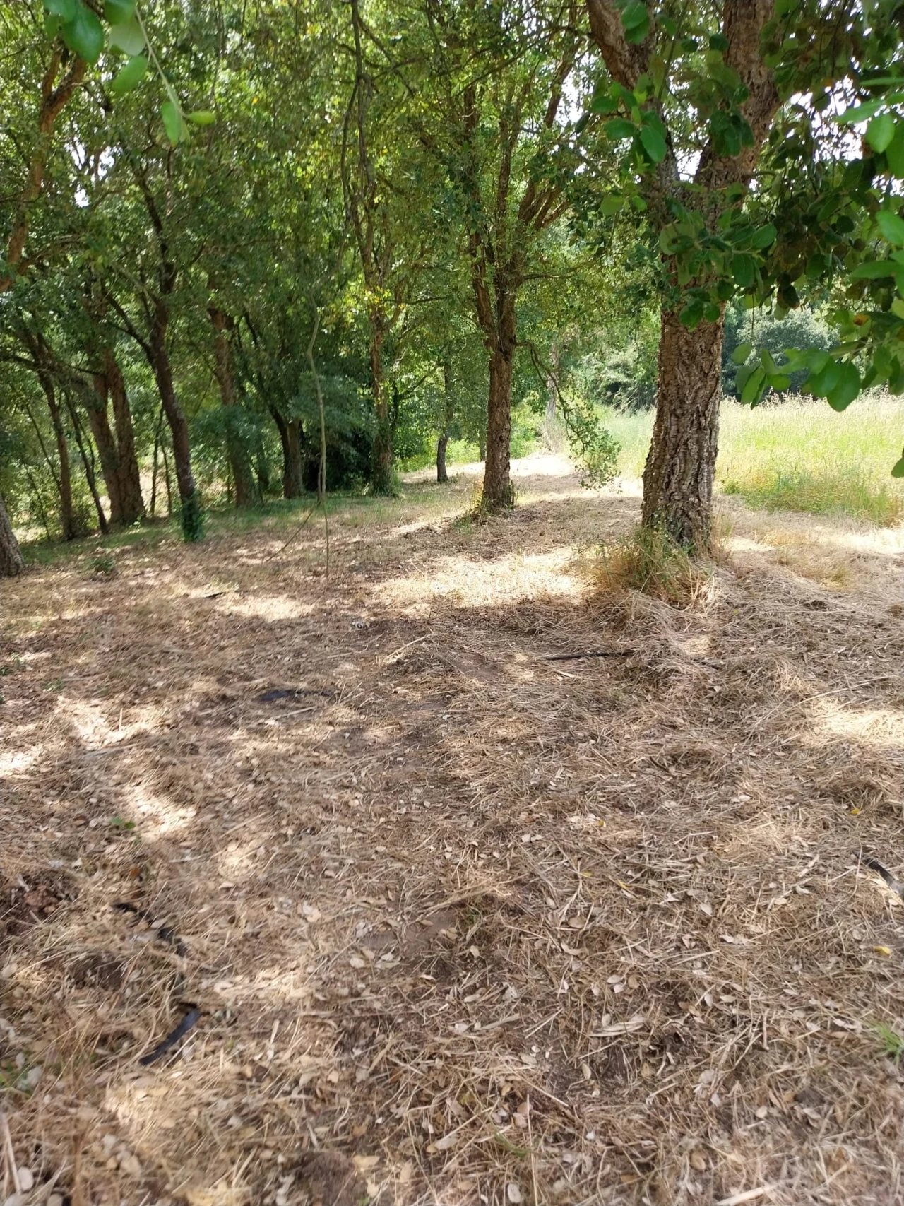 Terreno para Venda em Barrio Foto 4