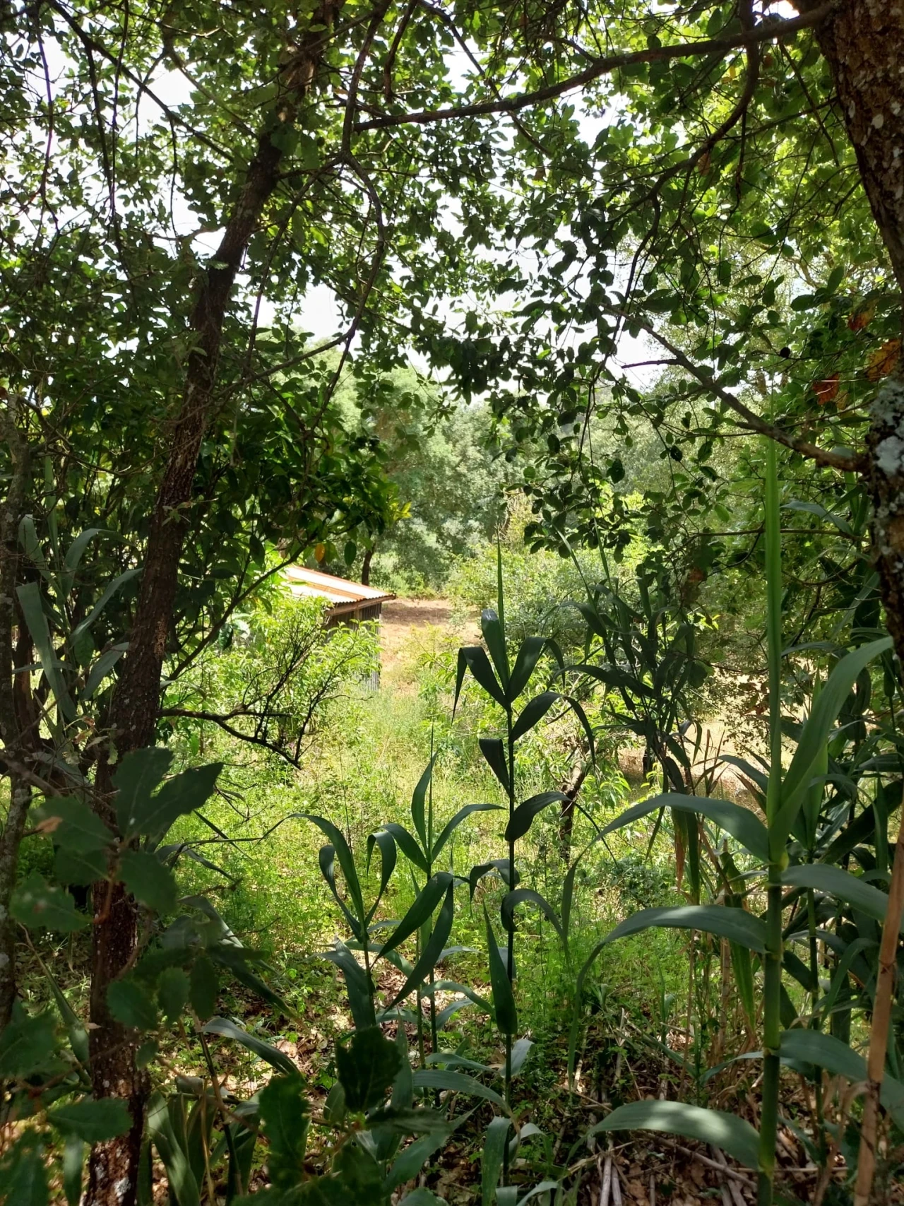 Terreno para Venda em Barrio Foto 6
