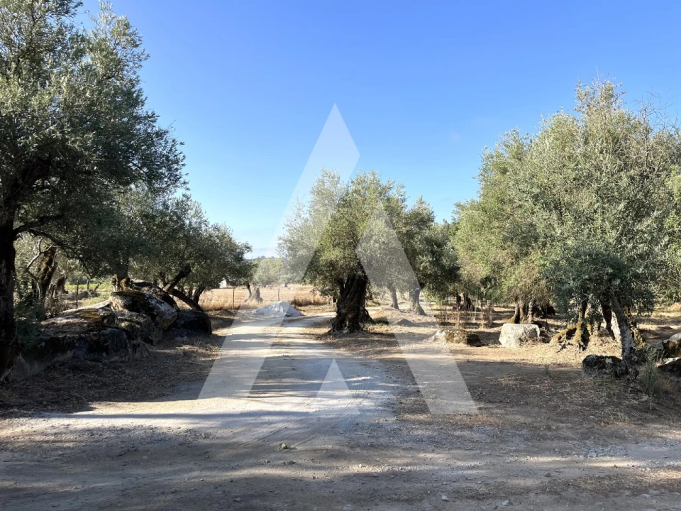 Quinta T3 para Venda em Bacelo e Senhora da Saúde Foto 4