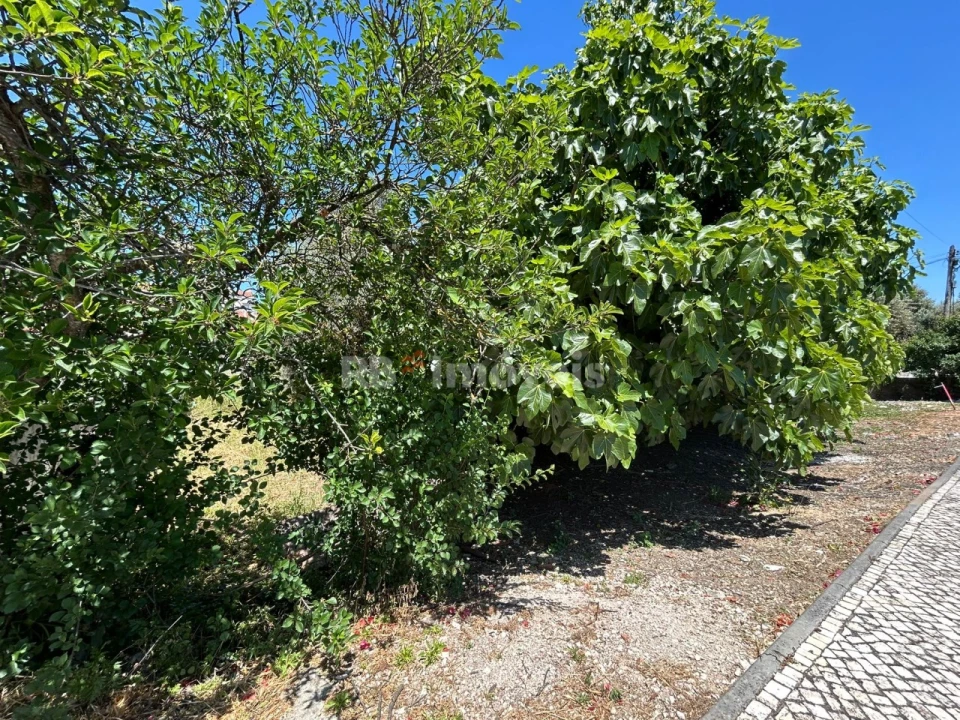 Terreno para Venda em Nossa Sra de Fatima Foto 7