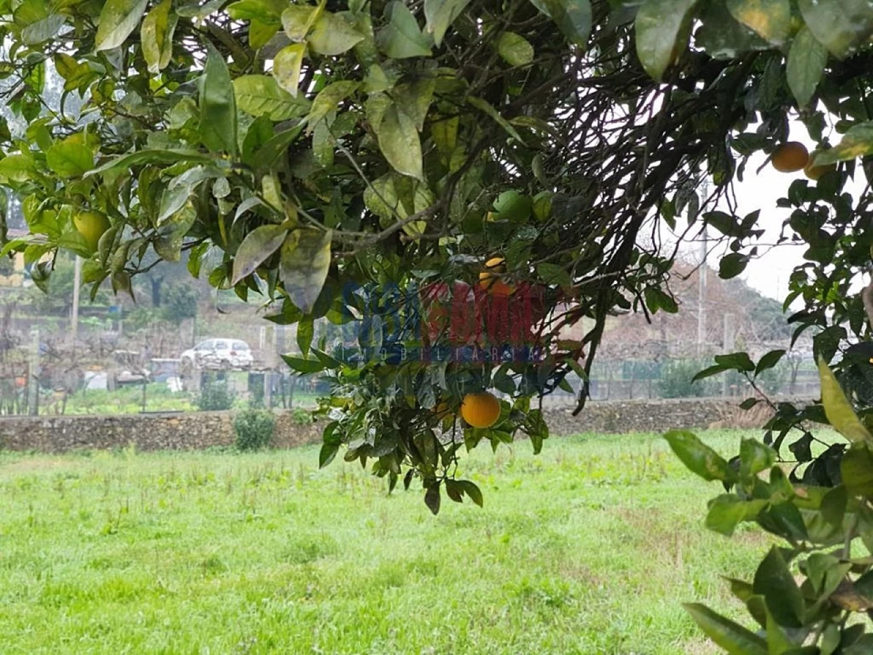 Quinta T5 para Venda em Bougado (São Martinho e Santiago) Foto 3