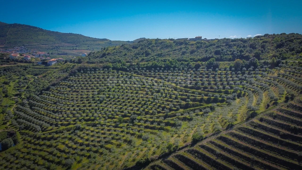 Terreno Agricola ou Rústico para Venda em Torre de Moncorvo Foto 3