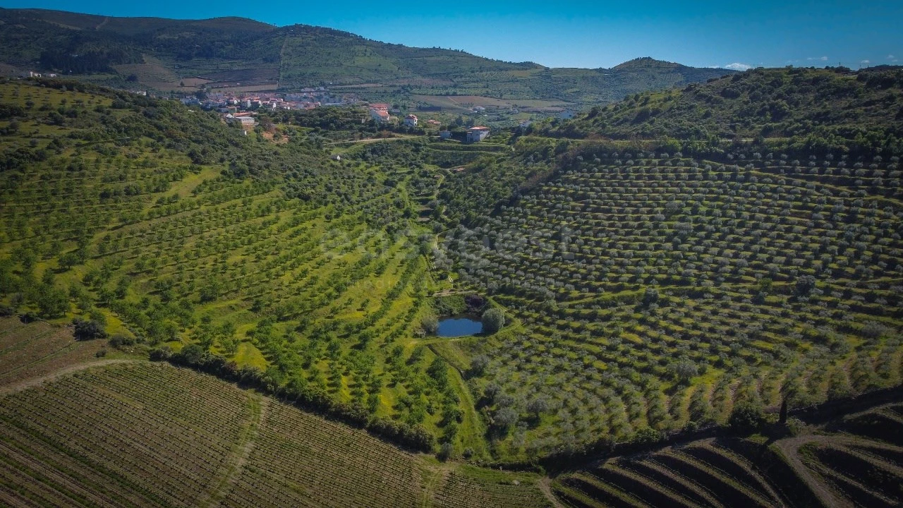 Terreno Agricola ou Rústico para Venda em Torre de Moncorvo Foto 9