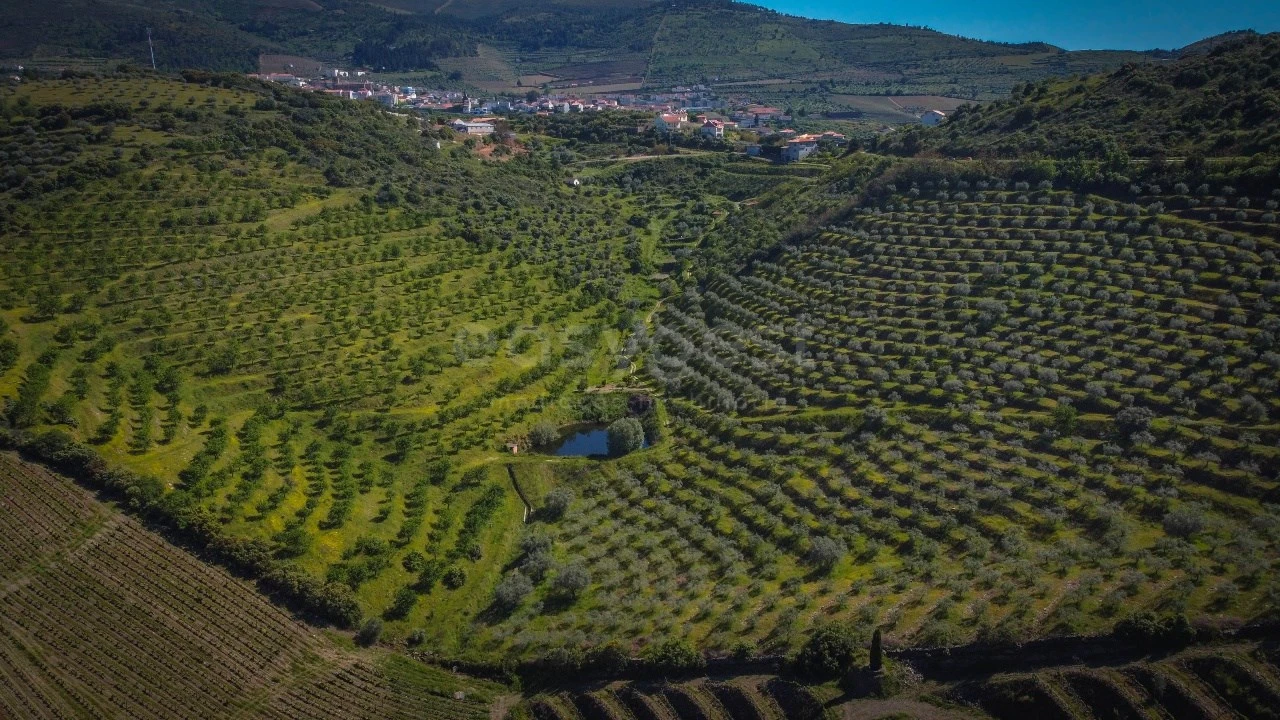 Terreno Agricola ou Rústico para Venda em Torre de Moncorvo Foto 11