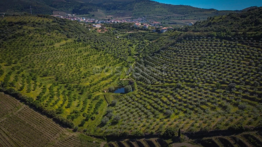 Terreno Agricola ou Rústico para Venda em Torre de Moncorvo Foto 1