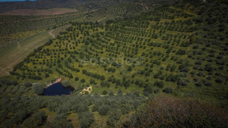 Terreno Agricola ou Rústico para Venda em Torre de Moncorvo Foto 4