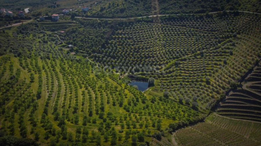 Terreno Agricola ou Rústico para Venda em Torre de Moncorvo Foto 6