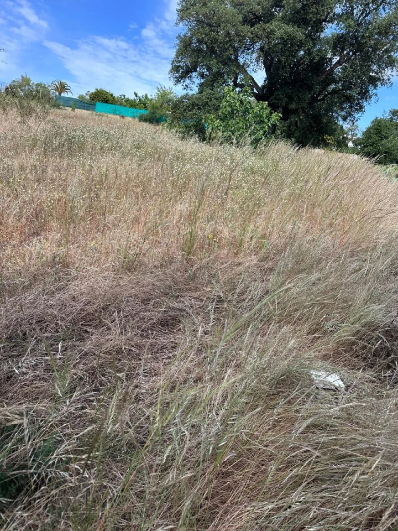 Terreno para Venda em Almancil Foto 2