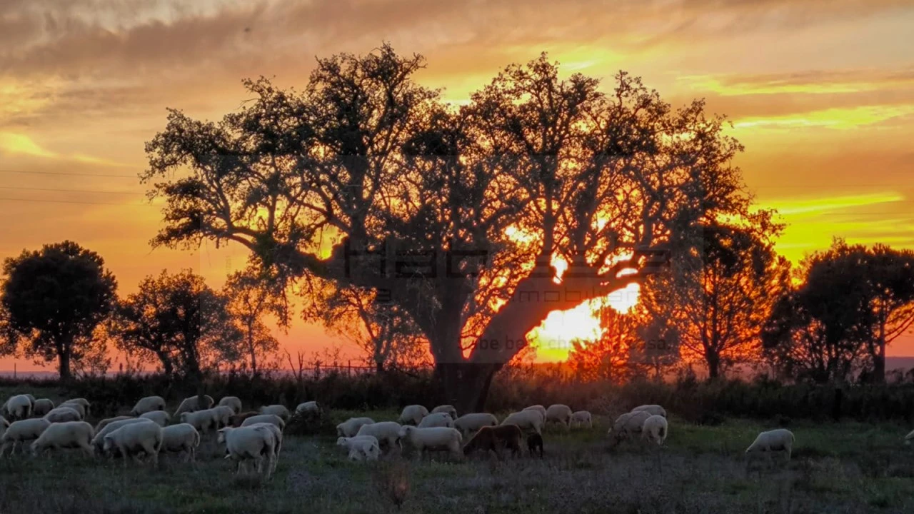 Quinta T3 para Venda em Pavia Foto 3
