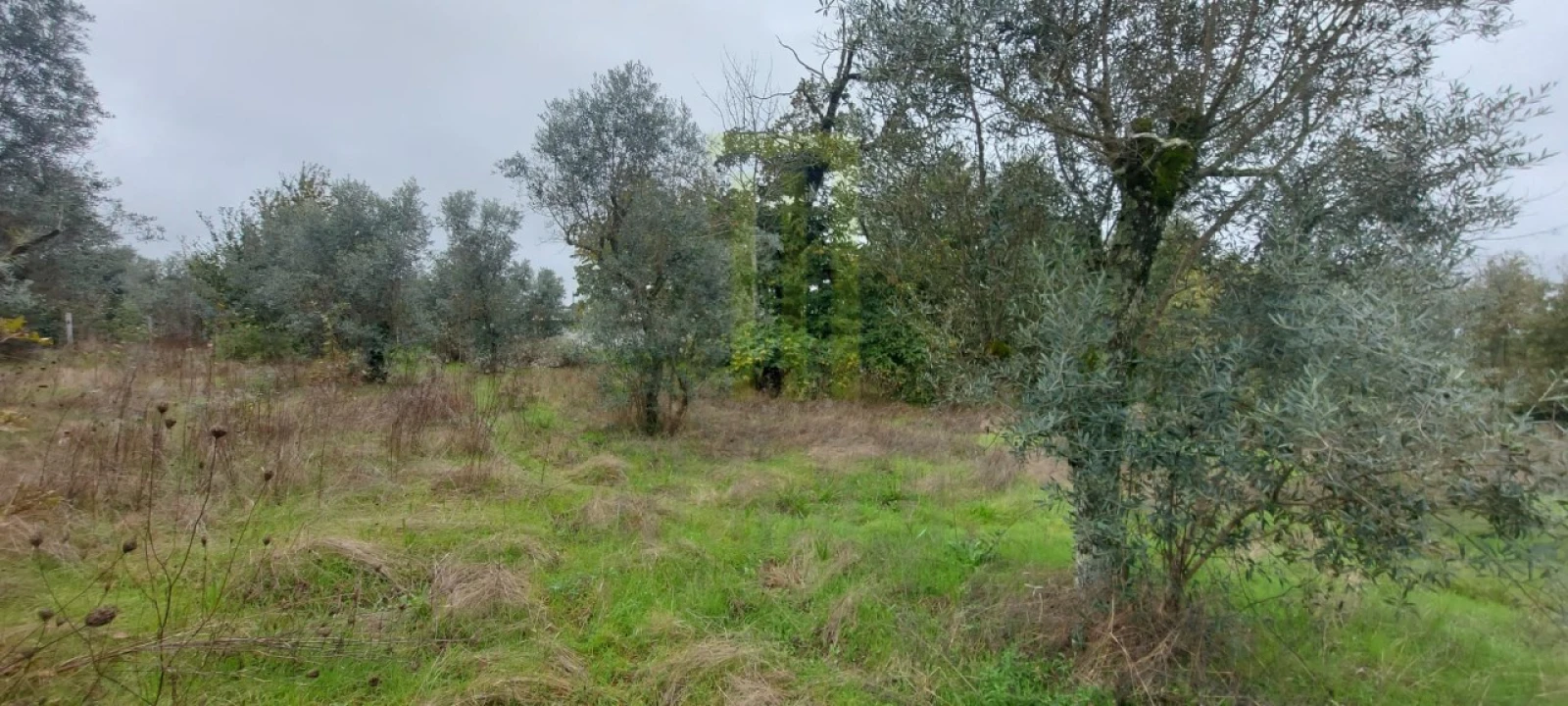 Terreno Agricola ou Rústico para Venda em Oliveira do Hospital e São Paio de Gramaços Foto 4