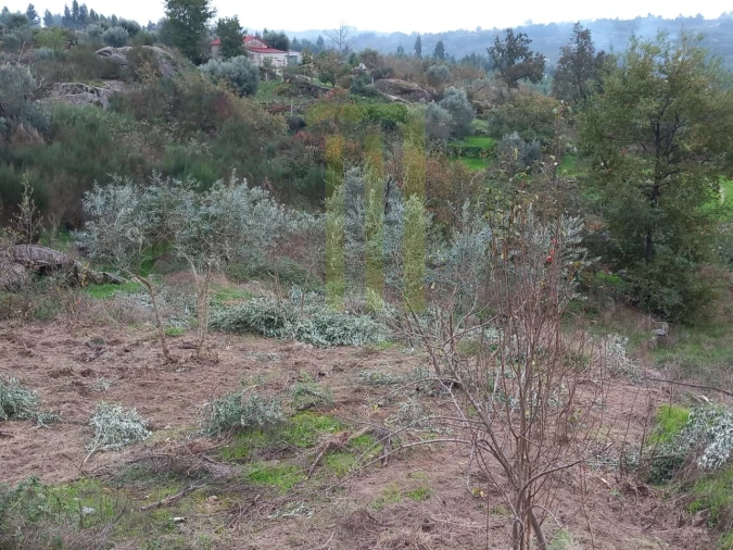 Quinta para Venda em Lagares Foto 5