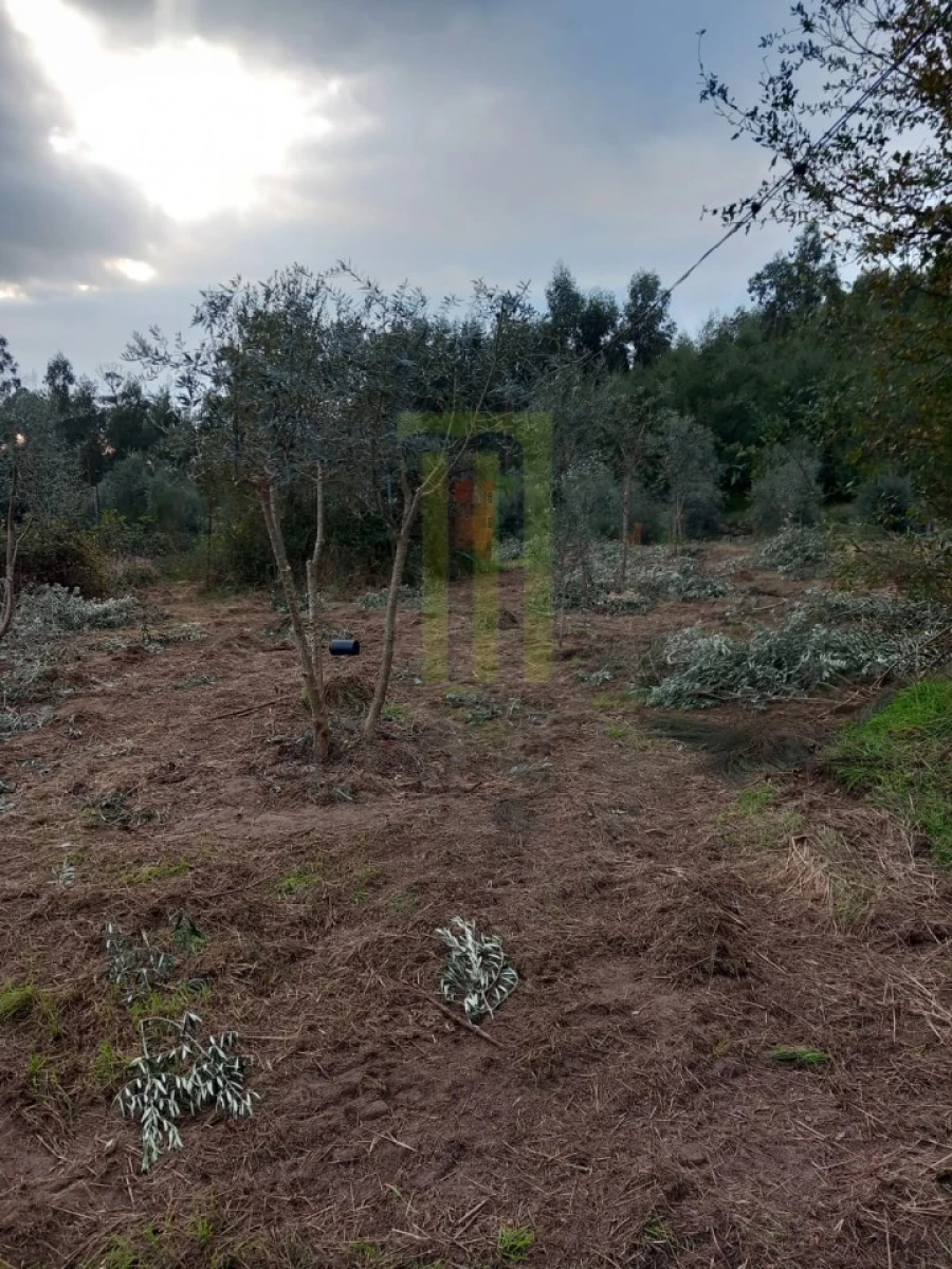 Quinta para Venda em Lagares Foto 8