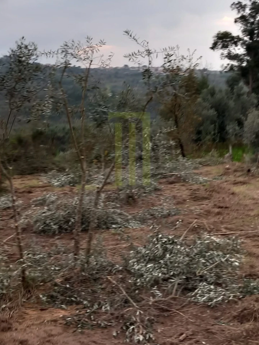 Quinta para Venda em Lagares Foto 9