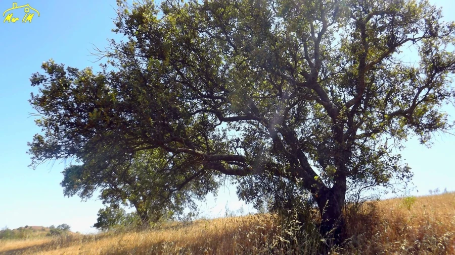 Terreno Agricola ou Rústico para Venda em Castro Marim Foto 38